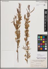 Foto von Salix exigua subsp. interior (Rowlee) Cronquist